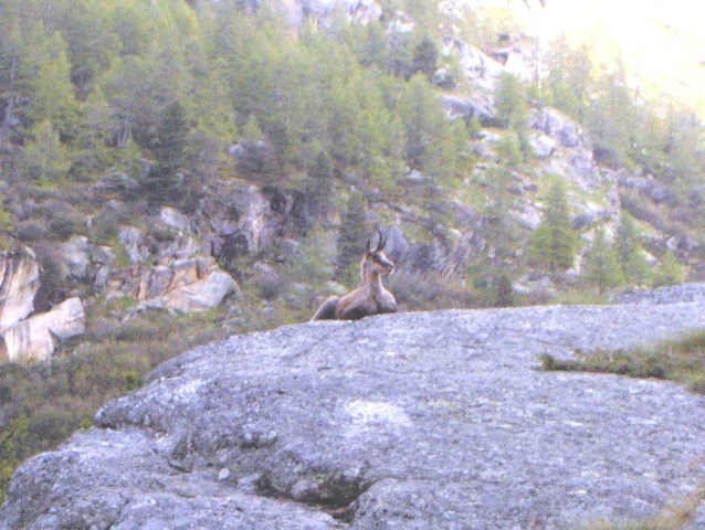 ABITANTI DELLA VALSAVARENCHE , PARCO NAZIONALE GRAN PARADISO